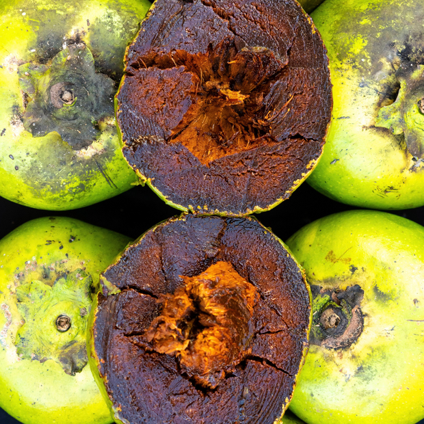 A group of Black Sapote fruits, rich in Vitamin C, with a hole in the middle from iHeartFruitBox.