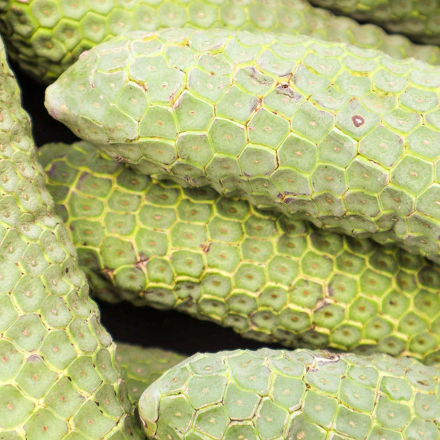 monstera deliciosa fruit season Monstera Deliciosa (Monstera Fruit) **PRE ORDER** – iHeartFruitBox