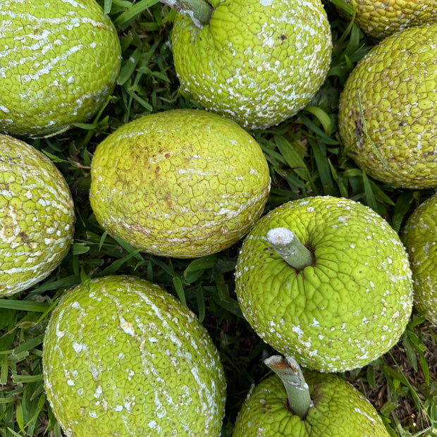 Several green Breadfruit *Pre-Order* from iHeartFruitBox, featuring patchy white spots and short stems, rest on grass—highlighting this tropical staple’s impressive nutrition.