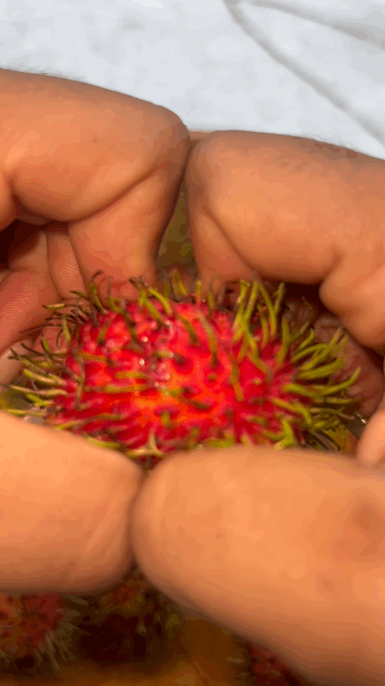 Two hands peel open a red and green spiky Rambutan from iHeartFruitBox, revealing its white flesh inside.