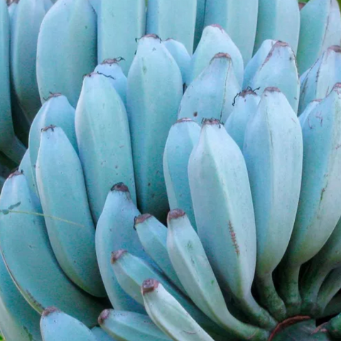 Close-up of a cluster of iHeartFruitBox's Blue Java Bananas (Ice Cream Bananas) ***Pre-Order***, highlighting their unique blue hue and creamy texture.