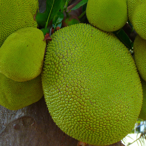 Close-up of several iHeartFruitBox Green Jackfruits (Young Jackfruit For Cooking) with spiky, textured skin growing on a tree, highlighting their culinary potential as a plant-based alternative. ***Pre-Order***