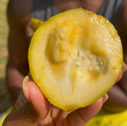 A close-up of a hand holding half of an iHeartFruitBox White Sapote with a bite taken out, showing its seeds and pulp.
