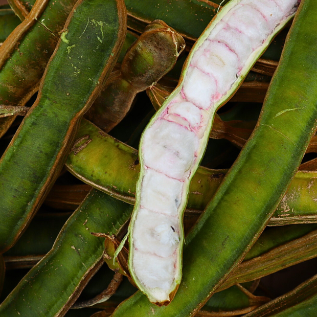 A close-up of an Ice Cream Bean pod from iHeartFruitBox.