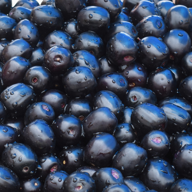 Java Plum Japan Java Plum (Jamun) – iHeartFruitBox