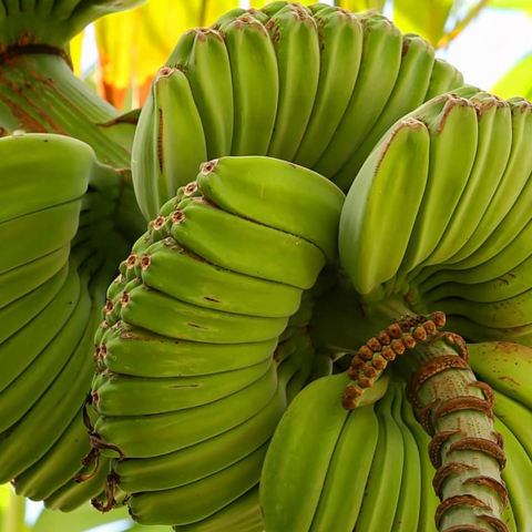 praying hands banana plant Praying Hands Banana ***Pre Order*** – iHeartFruitBox