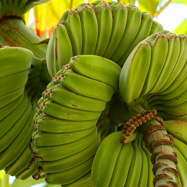 Close-up of a bunch of green Praying Hands Bananas ***Pre-Order*** from iHeartFruitBox growing on a tree, featuring some bananas curving in an unusual spiral pattern.