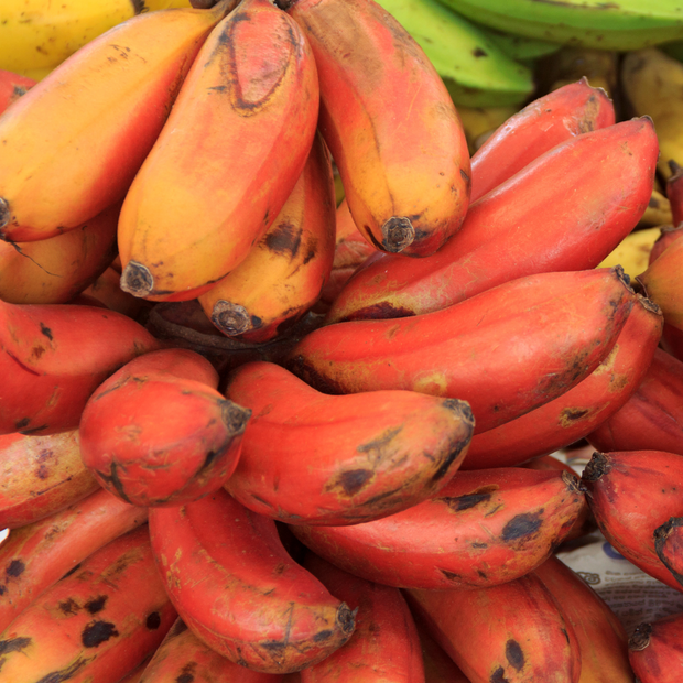 A vibrant pile of iHeartFruitBox's ripe Red Bananas (Cuban Red Banana) ***Pre-Order***, known for their creamy flesh, sits prominently with a few exotic green and yellow bananas providing a colorful backdrop.