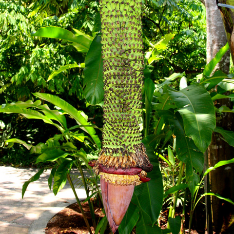 Close-up of a green flower stalk from the iHeartFruitBox Thousand Finger Banana (Pisang Seribu Banana) ***Pre-Order*** hanging down, surrounded by lush green leaves.