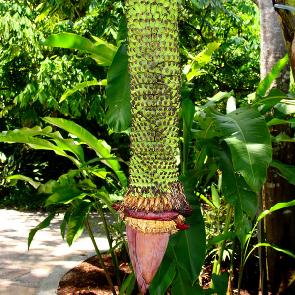 Thousand Finger Banana (Pisang Seribu Banana) – iHeartFruitBox