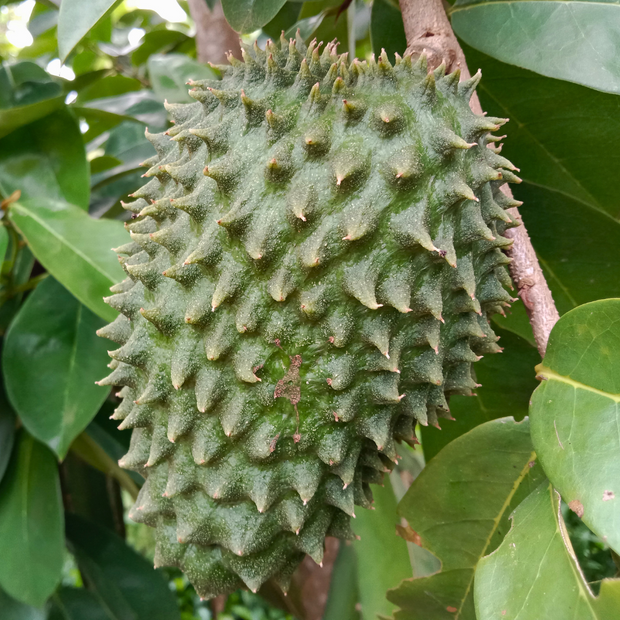 Unripe Soursop (Guanabana) For Cooking - iHeartFruitBox Sampler (1.5-2lbs) Fruits