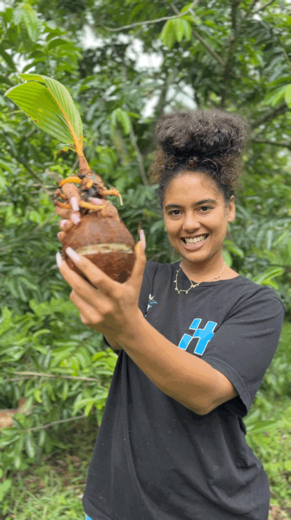 coconut palm sprout Buy Organic Sprouted Coconuts | GMO Free