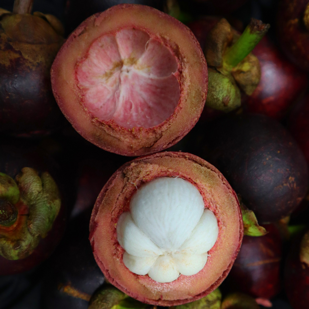 A close up of an iHeartFruitBox Mangosteen, an organically grown tropical fruit with a white inside.