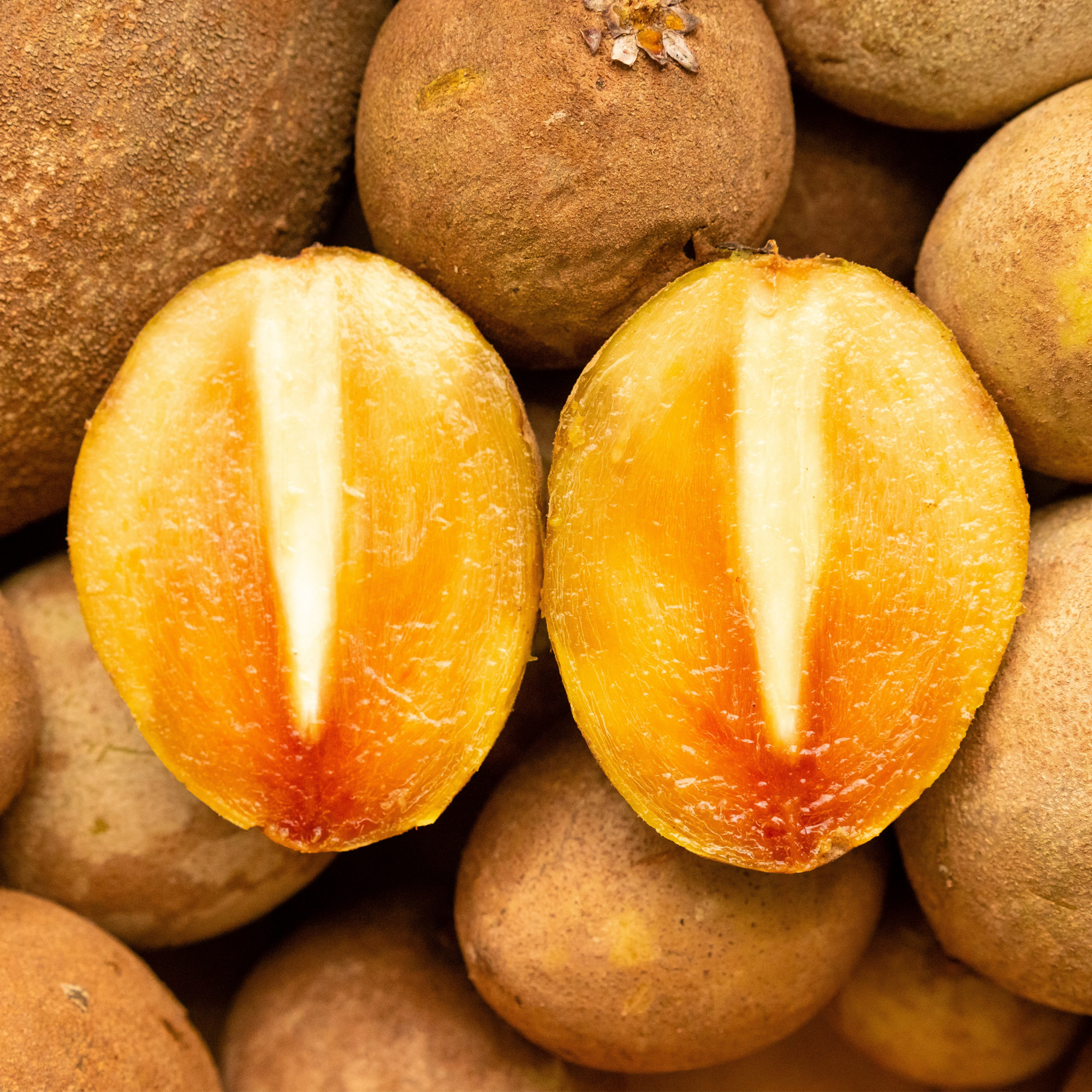 Sapodilla Nispero Naseberry