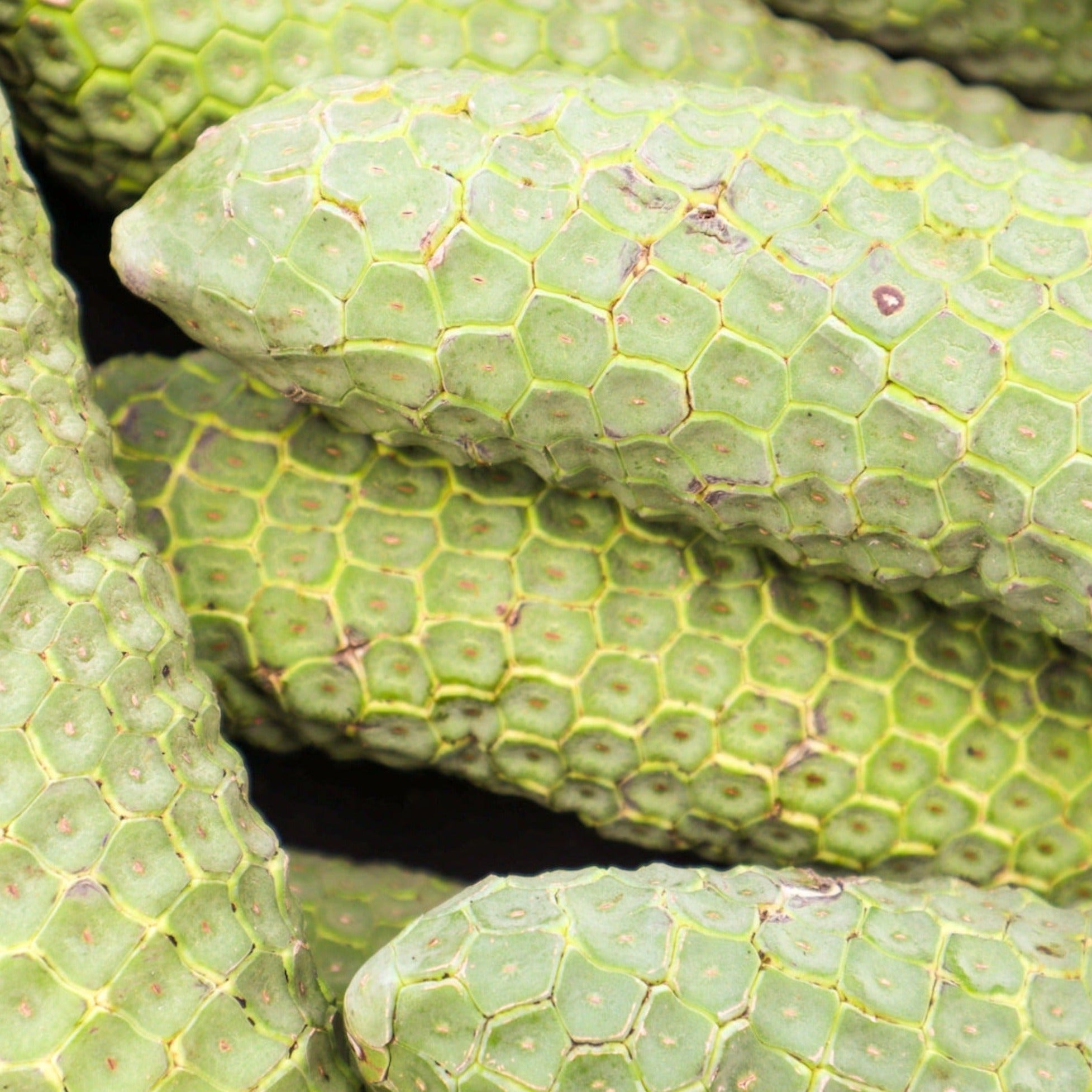 monstera deliciosa fruto Monstera Deliciosa (Fruta Monstera) **PRE-ORDEN** – iHeartFruitBox