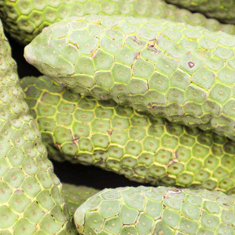 monstera deliciousa fruit Monstera Deliciosa (Monstera Fruit) **PRE ORDER** – iHeartFruitBox