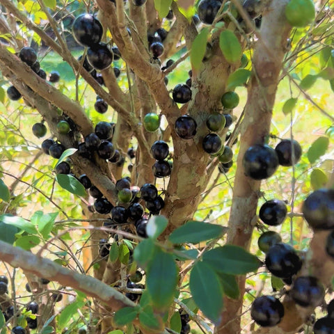 An organically grown Jaboticaba (Brazilian Grape) tree with black berries on it from iHeartFruitBox.